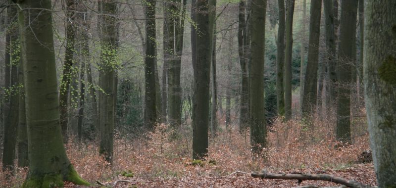 Buchen-Naturverjüngung