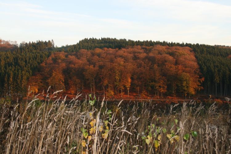 Es wird Herbst.