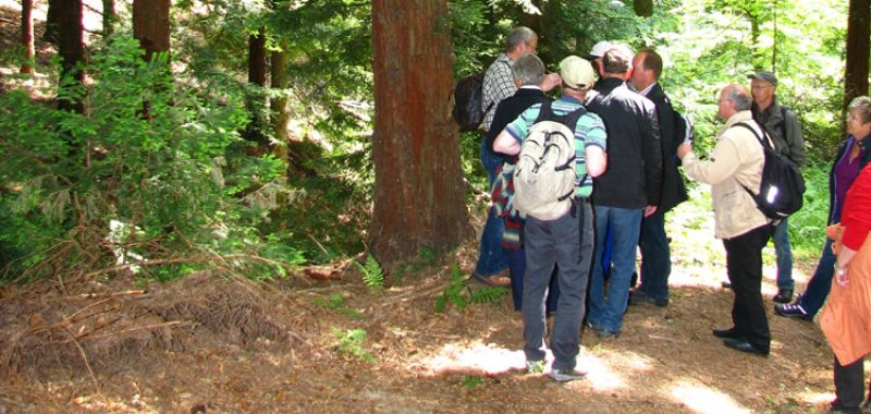 Waldspaziergang zu "standortgerechten Baumarten"