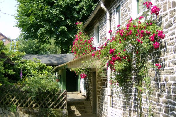 Rosen am Bauernhaus