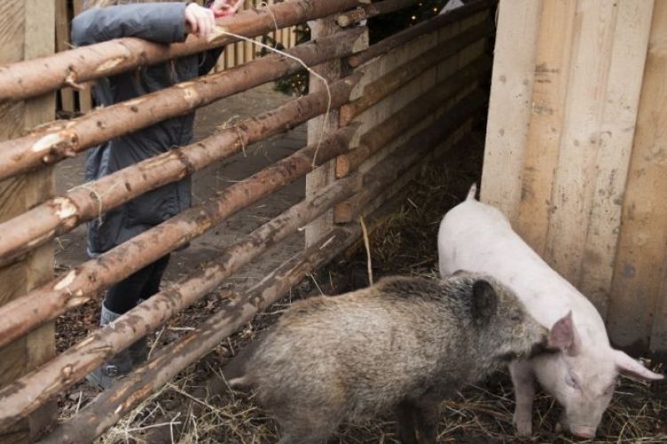 die-schweinerei.jpg