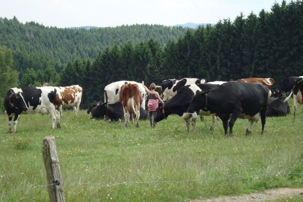 Beste Bedingungen für frische Milch
