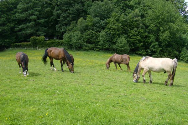 Unsere Pferde beim grasen