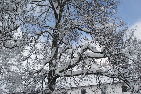 winteraufnahme-1.jpg