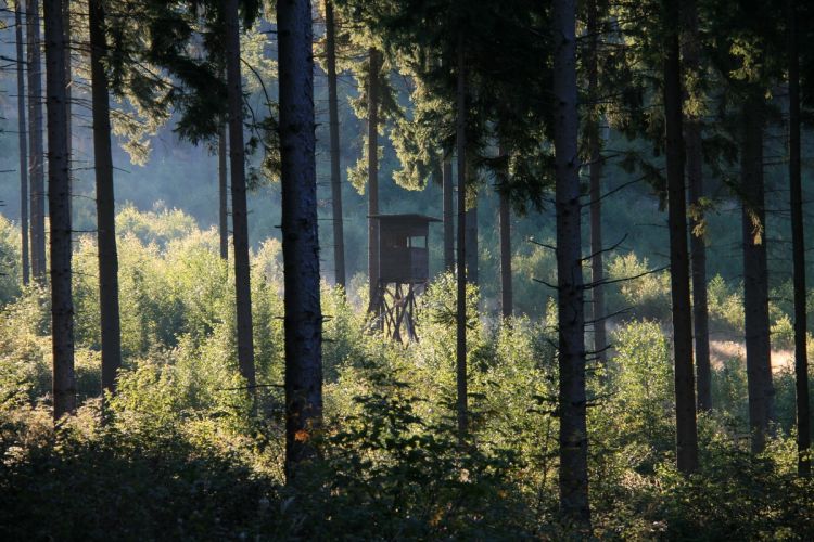Die junge Wald-Generation wächst heran.