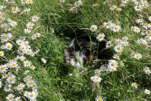 Unsere Katze hat sich ein sonniges Versteck gesucht