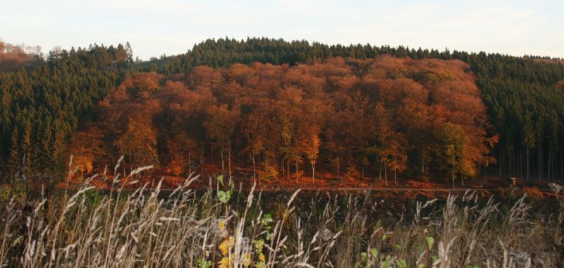 Es wird Herbst.