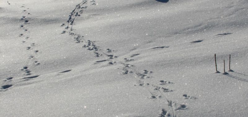 Spuren im Schnee