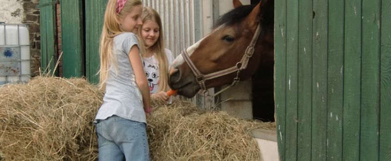 Reiten, Pferde und Ponys
