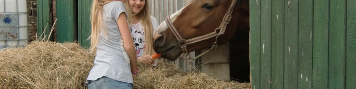 Reiten, Pferde und Ponys
