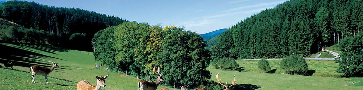 rehe.jpg