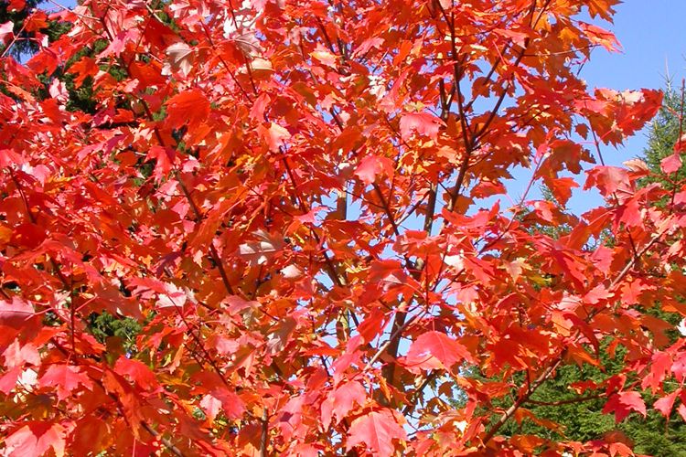 Ahorn im "Indian summer" oder "Altweibersommer"