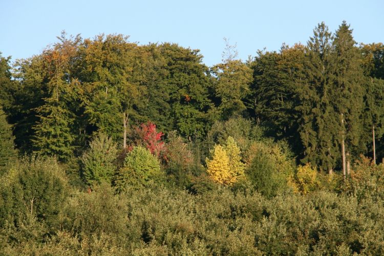 Spätsommer am "Kriegerbrand"