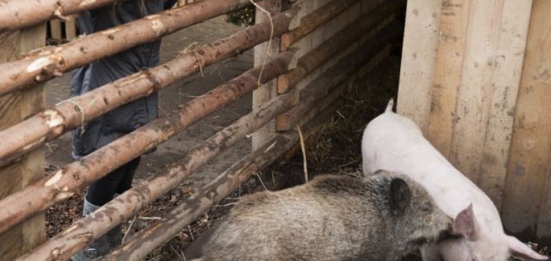 die-schweinerei.jpg