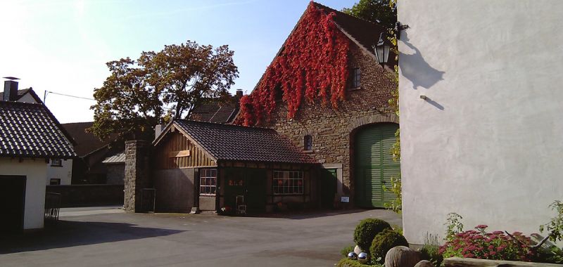 "Wilder Wein" mit prächtiger Herbstfärbung