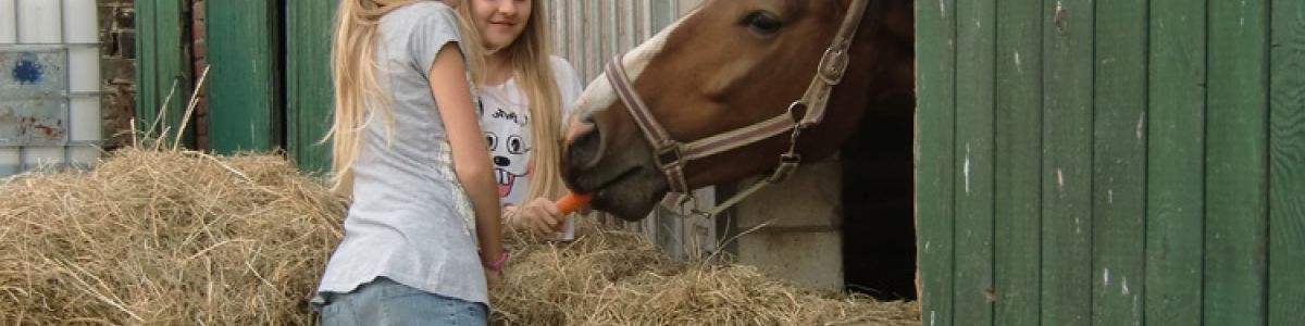 Reiten, Pferde und Ponys