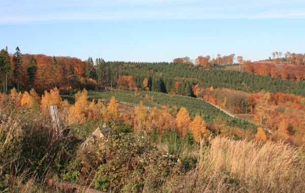 revieruebergreifende-jagd-2.jpg