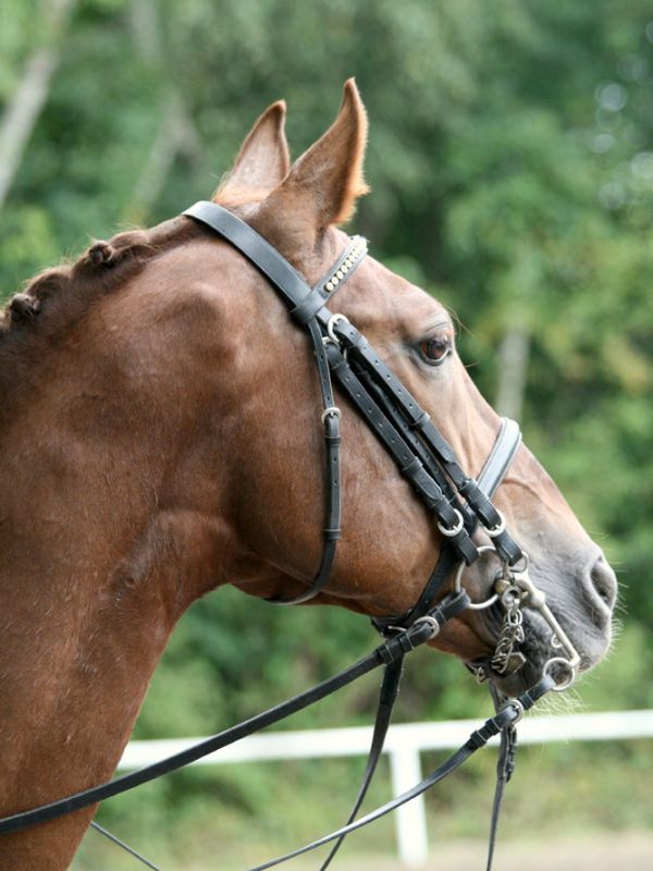 Das Pferd, mehr als nur ein Sportgerät