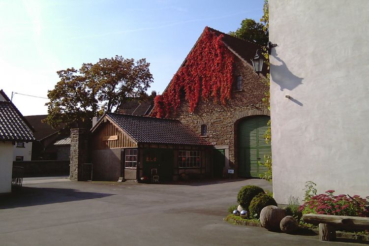 "Wilder Wein" mit prächtiger Herbstfärbung