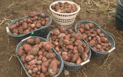 kartoffeln-1.jpg