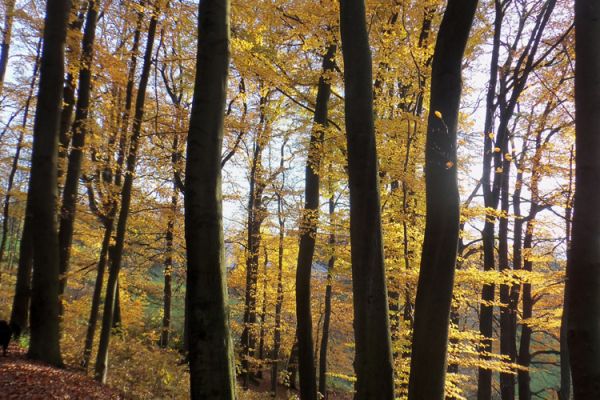 Unser Herbstwald