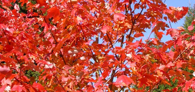 Ahorn im "Indian summer" oder "Altweibersommer"