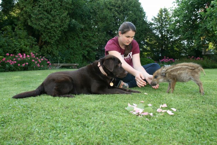 hund-und-frischling.jpg