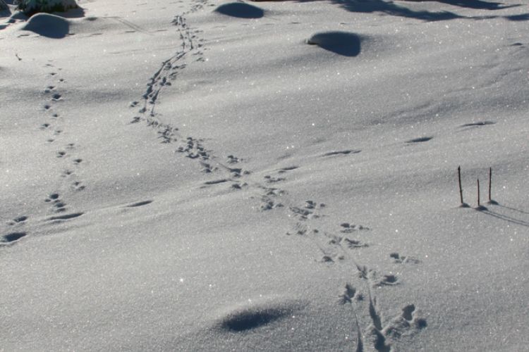 Spuren im Schnee