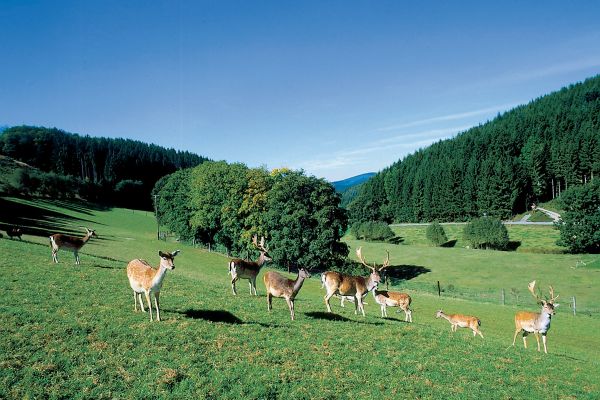 rehe.jpg