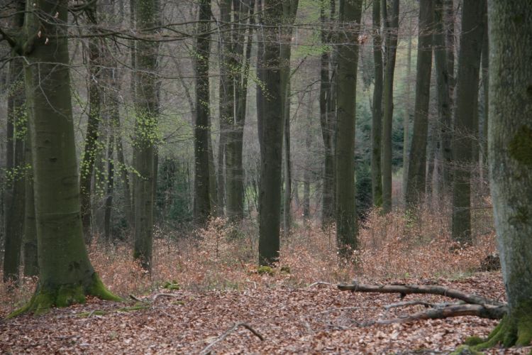 Buchen-Naturverjüngung