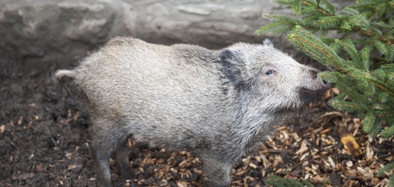 der-zugelaufene-findelfrischling.jpg
