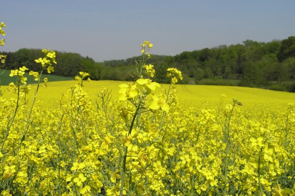 Rapsfeld in voller Blüte