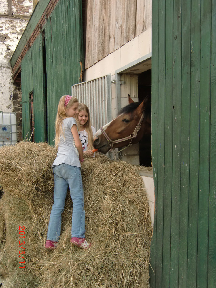 Reiten, Pferde und Ponys